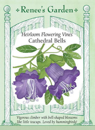 Visuel officiel de Renee's Garden associé aux semences de Cobée grimpante, référence RN5322. Cette cobée produit de grandes fleurs en cloche d’environ 5 cm (2 po), entourées d’un calice vert. Les fleurs passent du vert crème à des tons rose-violet. Le semencier décrit une plante grimpante vigoureuse dont la floraison débute durant l’été. Un support permet d’exposer les cloches et d’accompagner les tiges.