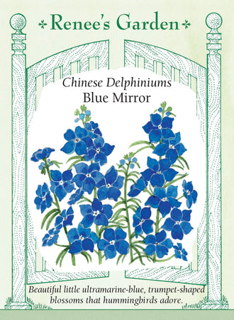 Visuel officiel de Renee's Garden associé aux semences de Pied-d’alouette ‘Blue Mirror’, référence RN5346. Cette sélection de Delphinium grandiflorum porte de nombreuses petites fleurs bleu outremer au-dessus d’un feuillage finement découpé. Le semencier décrit un port compact. Les tiges peuvent être utilisées en bouquets. La couleur bleue soutenue permet de créer des contrastes dans les bordures et les plates-bandes.