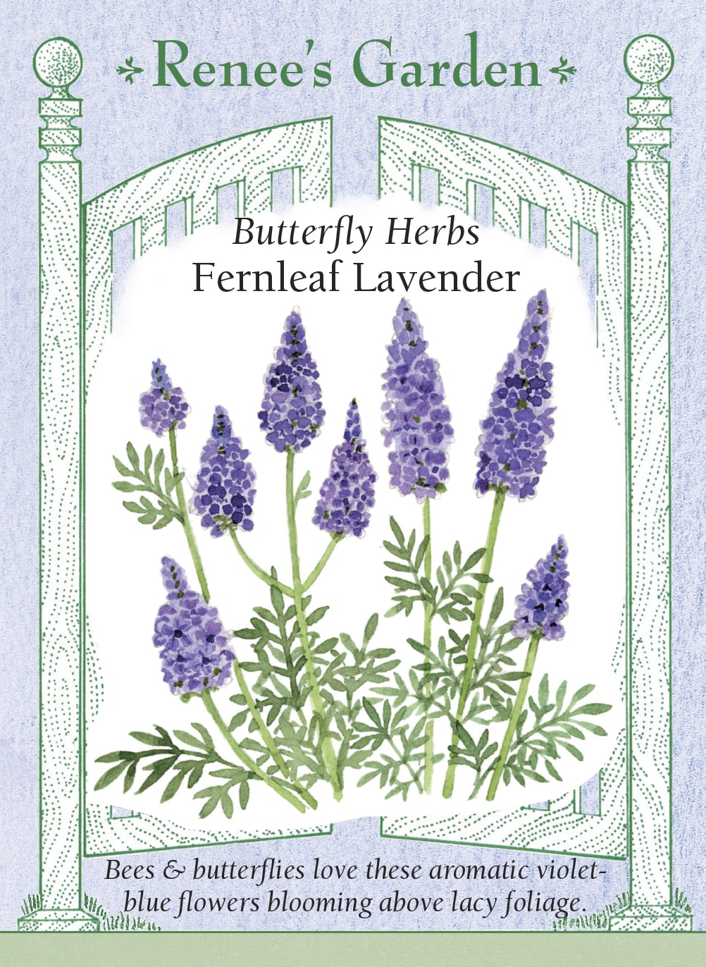 Visuel officiel de Renee's Garden associé aux semences de Lavande à feuilles de fougère, référence RN5361. Cette lavande possède des feuilles argentées très découpées, différentes de celles des lavandes anglaises. De longues tiges portent des fleurs bleu-violet. Le semencier l’identifie comme Lavandula multifida et indique une floraison possible dès la première année. Son feuillage aromatique présente une nuance rappelant l’origan. Sa rusticité ne doit pas être déduite de celle d’autres lavandes.