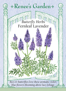 Visuel officiel de Renee's Garden associé aux semences de Lavande à feuilles de fougère, référence RN5361. Cette lavande possède des feuilles argentées très découpées, différentes de celles des lavandes anglaises. De longues tiges portent des fleurs bleu-violet. Le semencier l’identifie comme Lavandula multifida et indique une floraison possible dès la première année. Son feuillage aromatique présente une nuance rappelant l’origan. Sa rusticité ne doit pas être déduite de celle d’autres lavandes.