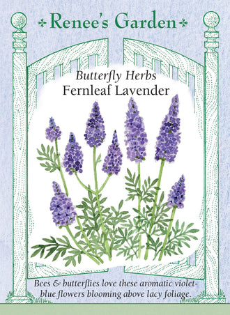 Visuel officiel de Renee's Garden associé aux semences de Lavande à feuilles de fougère, référence RN5361. Cette lavande possède des feuilles argentées très découpées, différentes de celles des lavandes anglaises. De longues tiges portent des fleurs bleu-violet. Le semencier l’identifie comme Lavandula multifida et indique une floraison possible dès la première année. Son feuillage aromatique présente une nuance rappelant l’origan. Sa rusticité ne doit pas être déduite de celle d’autres lavandes.