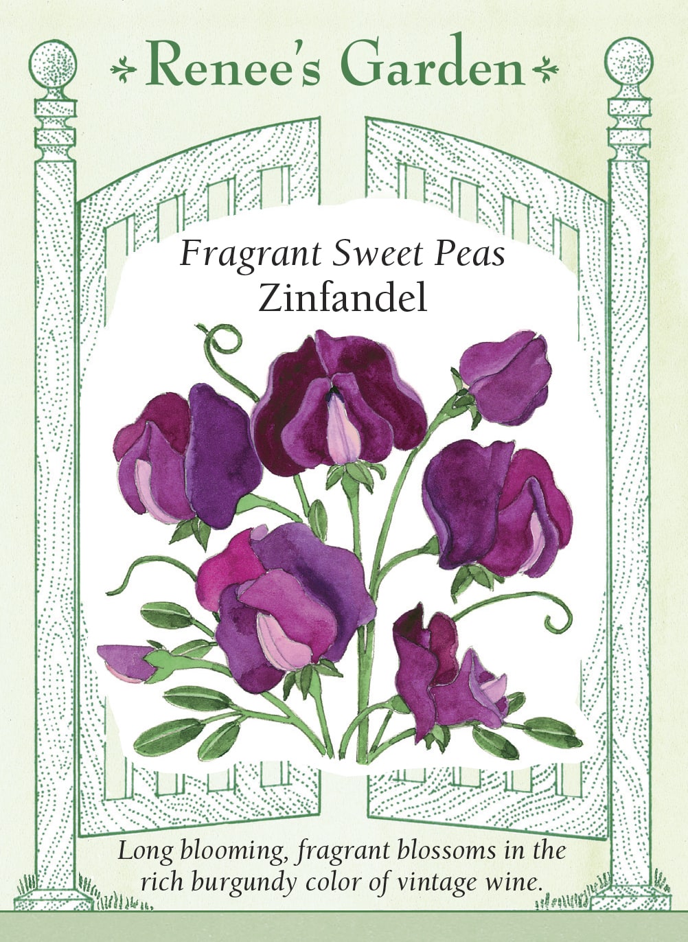 Visuel officiel de Renee's Garden associé aux semences de Pois de senteur ‘Zinfandel’, référence RN5362. Les fleurs ondulées présentent une teinte bordeaux soutenue et un aspect satiné. Cette variété fleurit tôt sur des tiges grimpantes. Les fleurs parfumées conviennent aux bouquets et permettent d’habiller une clôture ou un treillis. Cette image accompagne la fiche de cette sélection et permet de repérer le produit correspondant dans le catalogue de semences.