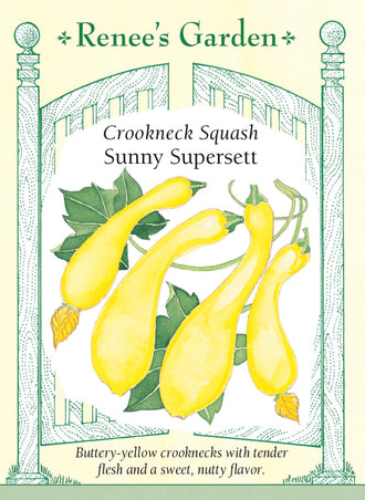 Visuel officiel de Renee's Garden pour les semences « Courge d’été ‘Sunny Supersett’ », référence RN5364. Cette courge jaune à cou courbé possède une peau mince et lustrée et une chair crème délicate. Les plants buissonnants sont ouverts et peu épineux, selon le semencier. Les fruits se récoltent jeunes. La sélection est présentée comme précoce, avec des cols suffisamment solides pour faciliter la cueillette.