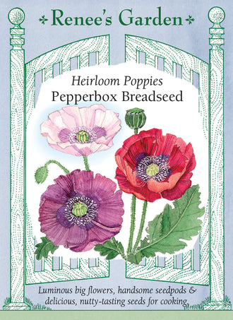 Visuel officiel de Renee's Garden associé aux semences de Pavots en mélange Pepperbox, référence RN5365. Ce mélange produit de grandes fleurs à pétales papyracés, pourpres, rouges ou rose pâle, avec des taches sombres au centre. Le feuillage est gris-vert. Après la chute des pétales, de grosses capsules se développent. Le semencier met en avant l’intérêt des fleurs et des capsules décoratives.