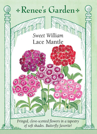 Visuel officiel de Renee's Garden associé aux semences d’œillets de poète en mélange Lace Mantle, référence RN5368. Ce mélange fleurit dès la première saison à partir du semis. Les bouquets de petites fleurs frangées présentent du pourpre, du violet, du rouge, du saumon, du rose et du blanc. Les fleurs légèrement parfumées conviennent à la coupe.