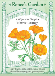 Visuel officiel de Renee's Garden associé aux semences de Pavot de Californie orange, référence RN5414. Les fleurs en coupe affichent une couleur orange doré et des pétales soyeux. Le feuillage gris-vert est finement découpé. Cette forme convient aux endroits chauds et secs; sa silhouette légère permet de créer des groupes colorés dans les espaces ouverts du jardin.