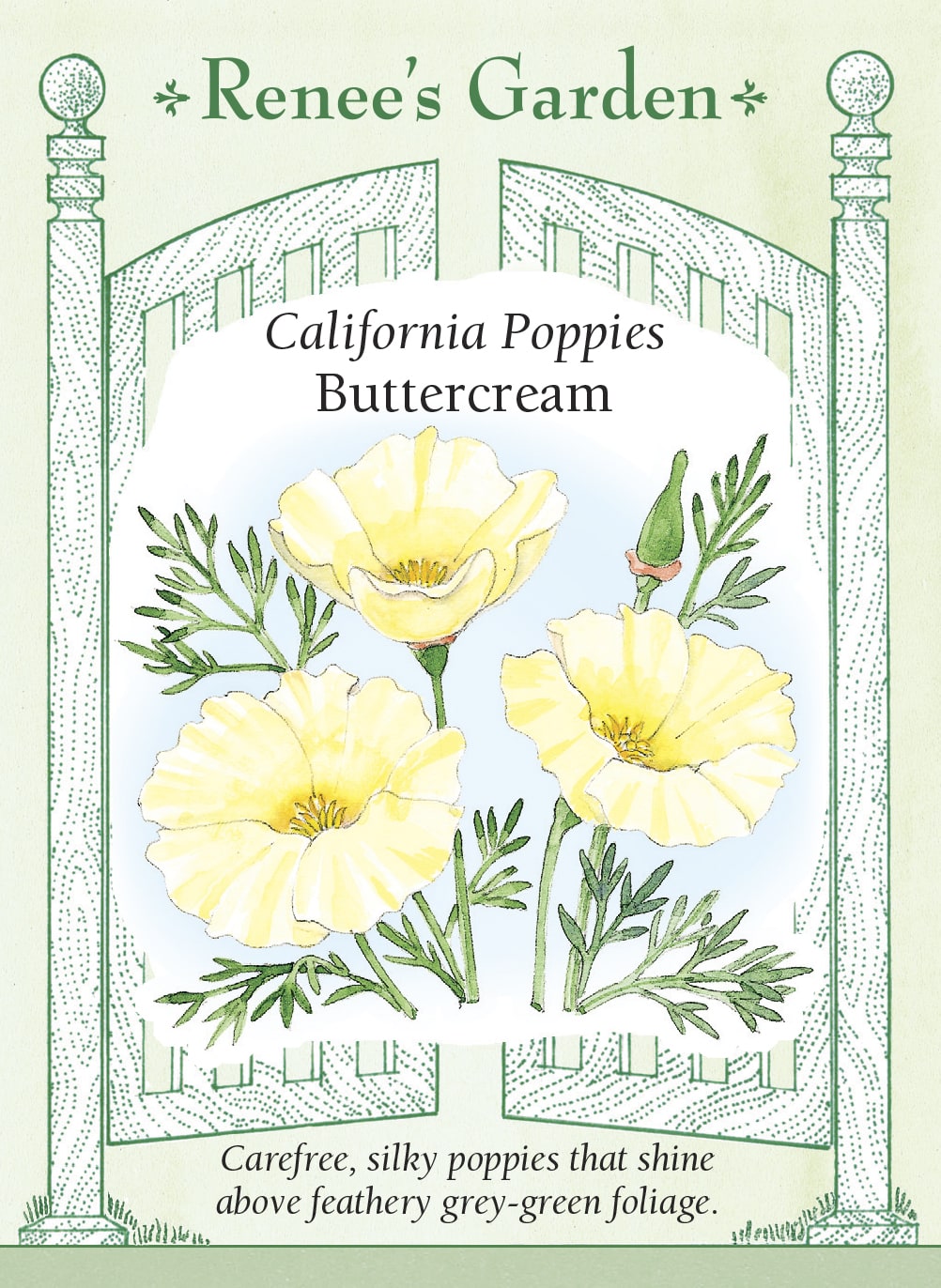 Visuel officiel de Renee's Garden associé aux semences de Pavot de Californie ‘Buttercream’, référence RN5415. Les fleurs crème aux pétales fins se détachent sur un feuillage gris-vert découpé. La plante forme une touffe basse et souple. Cette sélection tolère les sols pauvres et permet de créer des plages de couleur douce dans les bordures et les espaces dégagés.