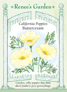 Visuel officiel de Renee's Garden associé aux semences de Pavot de Californie ‘Buttercream’, référence RN5415. Les fleurs crème aux pétales fins se détachent sur un feuillage gris-vert découpé. La plante forme une touffe basse et souple. Cette sélection tolère les sols pauvres et permet de créer des plages de couleur douce dans les bordures et les espaces dégagés.