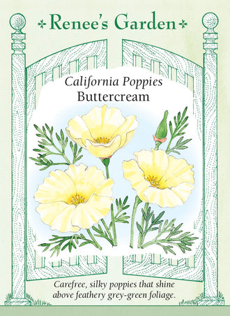 Visuel officiel de Renee's Garden associé aux semences de Pavot de Californie ‘Buttercream’, référence RN5415. Les fleurs crème aux pétales fins se détachent sur un feuillage gris-vert découpé. La plante forme une touffe basse et souple. Cette sélection tolère les sols pauvres et permet de créer des plages de couleur douce dans les bordures et les espaces dégagés.