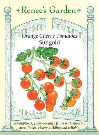 Visuel officiel de Renee's Garden pour les semences « Tomate cerise ‘Sungold’ », référence RN5423. ‘Sungold’ produit de petites tomates orange, juteuses et très douces, sur de longues grappes. Le semencier décrit des plants indéterminés vigoureux et précoces. La récolte peut se prolonger au fil de la croissance. Les fruits se consomment notamment frais, en surveillant leur maturité et leur état plutôt qu’en se fiant uniquement au calendrier.