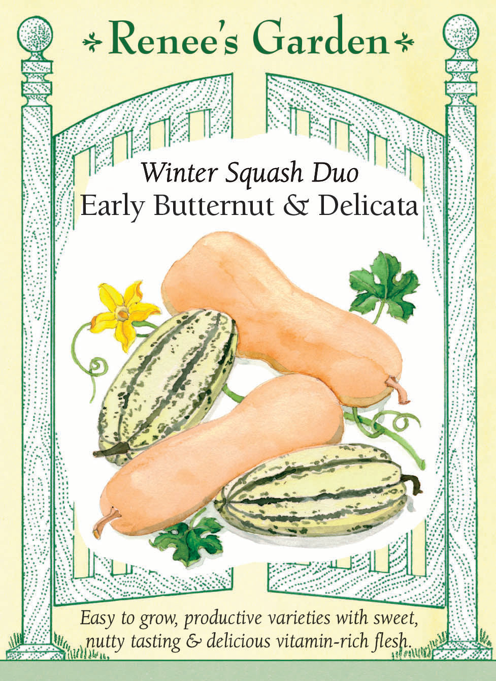 Visuel officiel de Renee's Garden pour les semences « Courges en mélange Butternut et Delicata », référence RN5434. Ce duo associe ‘Early Butternut’, à peau beige et chair orange, à une courge Delicata allongée et rayée. Le semencier distingue les graines vertes de Delicata des graines non colorées d’‘Early Butternut’. Les textures et les formes diffèrent entre les deux types. Les fruits se récoltent mûrs pour la cuisine et la conservation.