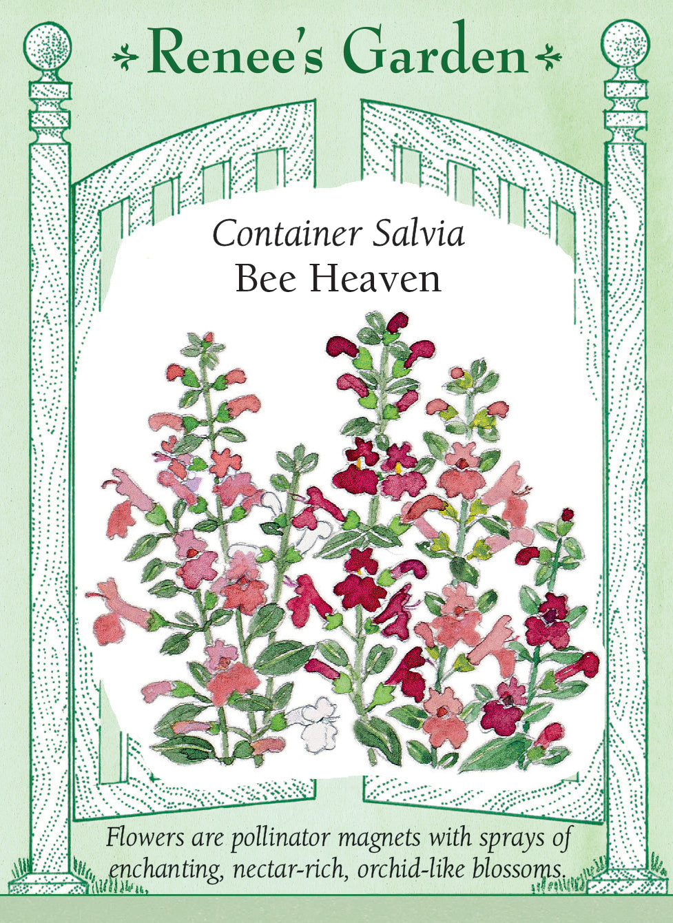 Visuel officiel de Renee's Garden associé aux semences de Sauges écarlates en mélange Bee Heaven, référence RN5438. Ce mélange compact produit des fleurs blanches, rose tendre et rouge rosé. Les fleurs riches en nectar attirent les colibris, les papillons et d’autres pollinisateurs. Les tiges fleuries peuvent entrer dans les bouquets et les plantes conviennent aux bordures et aux contenants.