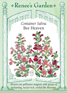 Visuel officiel de Renee's Garden associé aux semences de Sauges écarlates en mélange Bee Heaven, référence RN5438. Ce mélange compact produit des fleurs blanches, rose tendre et rouge rosé. Les fleurs riches en nectar attirent les colibris, les papillons et d’autres pollinisateurs. Les tiges fleuries peuvent entrer dans les bouquets et les plantes conviennent aux bordures et aux contenants.