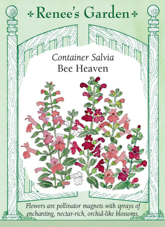 Visuel officiel de Renee's Garden associé aux semences de Sauges écarlates en mélange Bee Heaven, référence RN5438. Ce mélange compact produit des fleurs blanches, rose tendre et rouge rosé. Les fleurs riches en nectar attirent les colibris, les papillons et d’autres pollinisateurs. Les tiges fleuries peuvent entrer dans les bouquets et les plantes conviennent aux bordures et aux contenants.