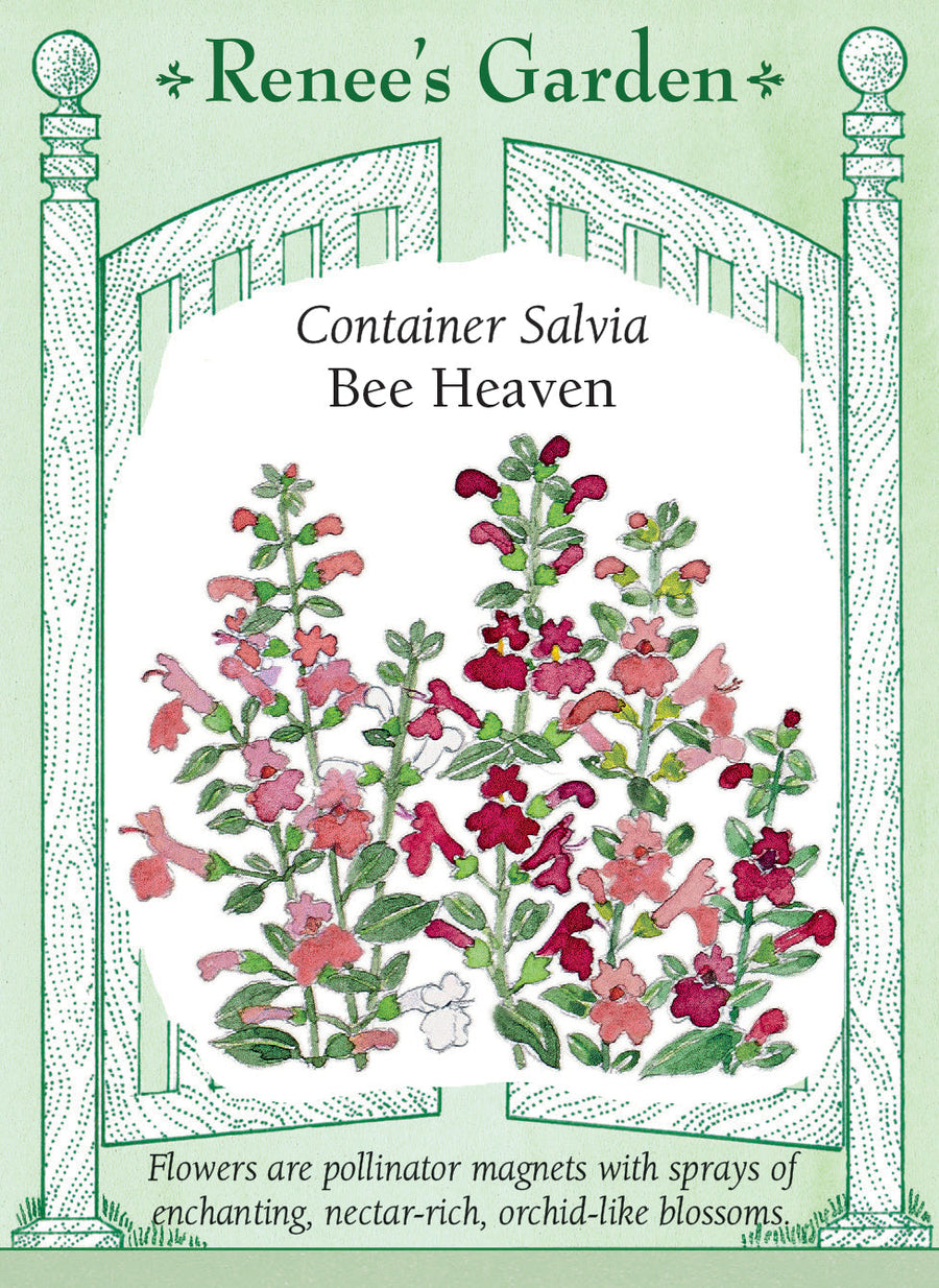 Visuel officiel de Renee's Garden associé aux semences de Sauges écarlates en mélange Bee Heaven, référence RN5438. Ce mélange compact produit des fleurs blanches, rose tendre et rouge rosé. Les fleurs riches en nectar attirent les colibris, les papillons et d’autres pollinisateurs. Les tiges fleuries peuvent entrer dans les bouquets et les plantes conviennent aux bordures et aux contenants.