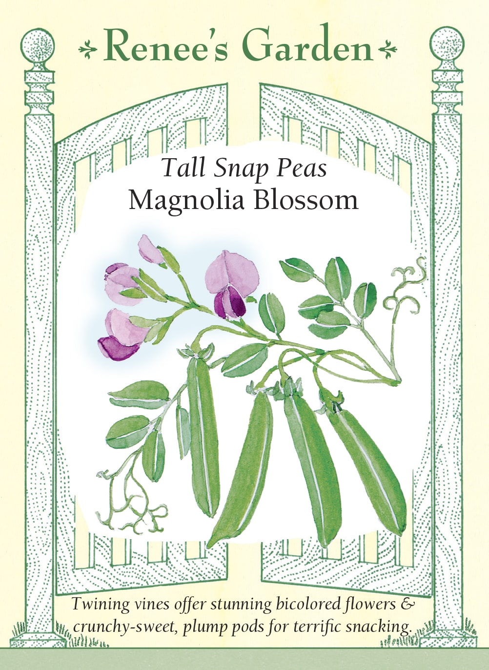 Visuel officiel de Renee's Garden pour les semences « Pois croquant ‘Magnolia Blossom’ », référence RN5444. Ce pois grimpant atteint environ 1,5 à 2,4 m (5 à 8 pi). Ses fleurs pourpres bicolores sont suivies de gousses charnues, croquantes et douces. Le semencier décrit une récolte prolongée lorsque les cueillettes sont régulières. Les tiges ont besoin d’un support accessible pour faciliter les passages de récolte.