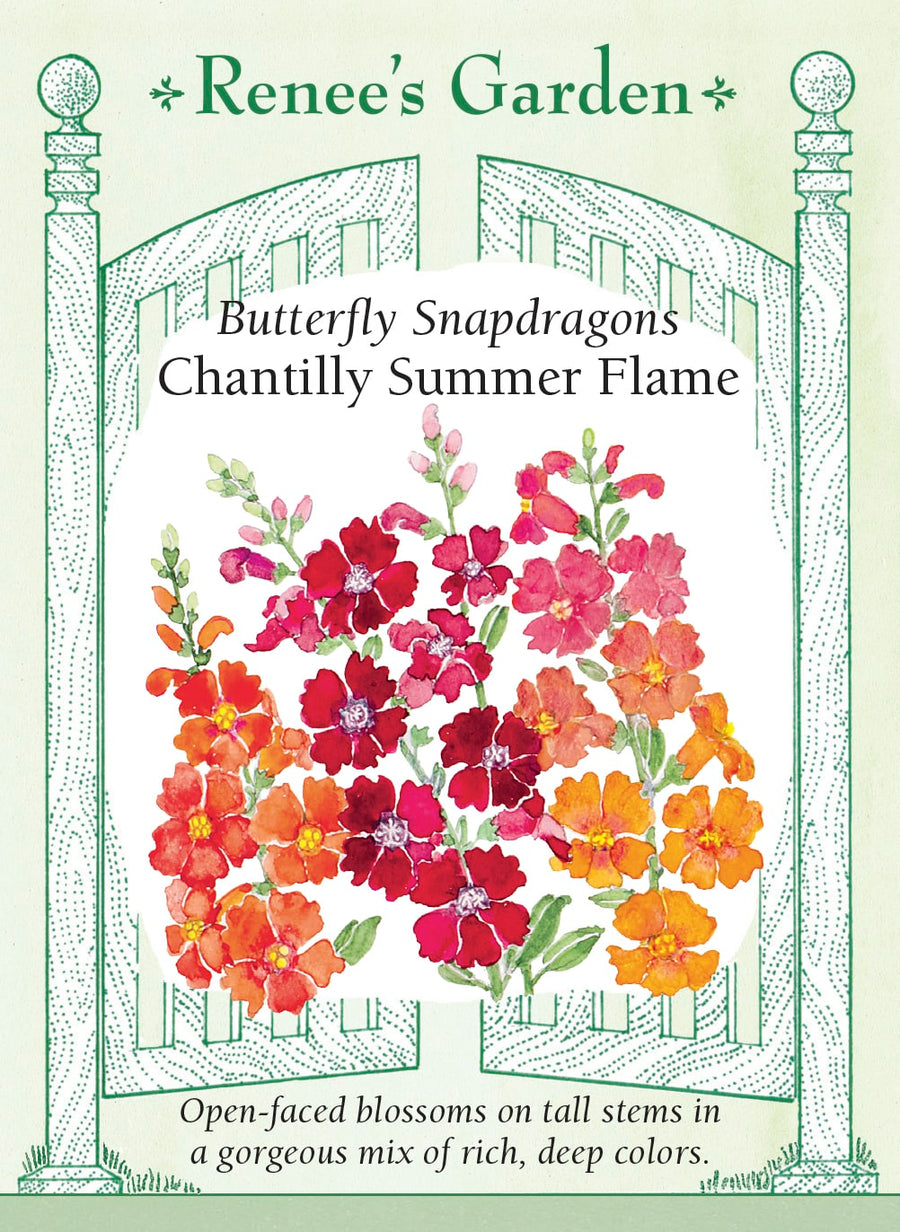 Visuel officiel de Renee's Garden associé aux semences de Mufliers en mélange Chantilly Summer Flame, référence RN5453. Les fleurs ouvertes en cloche présentent des tons abricot bronze, orange soutenu et rouge vermillon, parfois avec une gorge plus claire. Les plantes ramifiées dès la base atteignent environ 75 cm (2½ pi). Leurs épis fleuris conviennent aux bouquets.