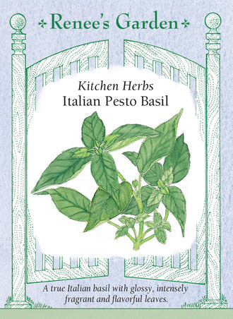 Visuel officiel de Renee's Garden pour les semences « Basilic pour pesto », référence RN5455. Cette sélection italienne porte des feuilles lustrées vert foncé, au parfum riche et épicé. Le semencier la propose notamment pour les pestos. Les feuilles peuvent aussi aromatiser des soupes, des plats de légumes ou des vinaigrettes. Aucun cultivar plus précis n’est confirmé par le nom commercial Italian Pesto Basil.