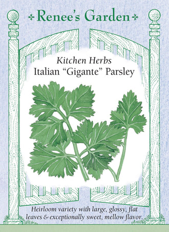 Visuel officiel de Renee's Garden associé aux semences de Persil plat ‘Gigante’, référence RN5490. Ce persil italien porte de très grandes feuilles plates, lustrées et vert foncé. Le semencier décrit une saveur douce et développée. Les feuilles peuvent être ciselées sur les salades et les plats de légumes, de riz ou de pâtes. La sélection est aussi proposée pour un pot placé à proximité de la cuisine.