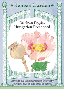 Visuel officiel de Renee's Garden associé aux semences de Pavot à graines hongrois, référence RN5495. Ce pavot porte des fleurs blanches à rose lavande pâle, marquées de taches foncées au centre. Les feuilles bleu-vert sont dentées. Le semencier décrit de grosses capsules décoratives qui se forment après la floraison. Cette sélection est commercialisée pour ses fleurs, ses capsules et ses graines à maturité.