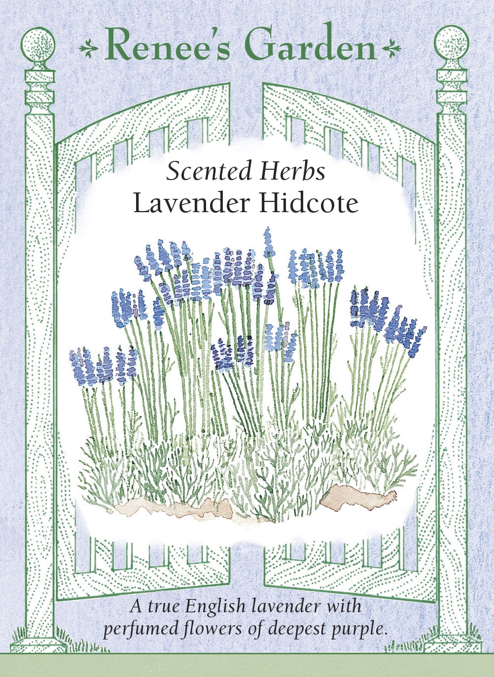 Visuel officiel de Renee's Garden associé aux semences de Lavande ‘Hidcote’, référence RN5500. ‘Hidcote’ porte un feuillage étroit argenté et des épis aux calices pourpre foncé. Le semencier souligne le parfum des fleurs. Les tiges peuvent être coupées et suspendues dans un endroit frais et aéré pour le séchage. Les épis secs conviennent aux petits bouquets et aux sachets parfumés.