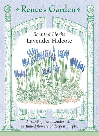Visuel officiel de Renee's Garden associé aux semences de Lavande ‘Hidcote’, référence RN5500. ‘Hidcote’ porte un feuillage étroit argenté et des épis aux calices pourpre foncé. Le semencier souligne le parfum des fleurs. Les tiges peuvent être coupées et suspendues dans un endroit frais et aéré pour le séchage. Les épis secs conviennent aux petits bouquets et aux sachets parfumés.