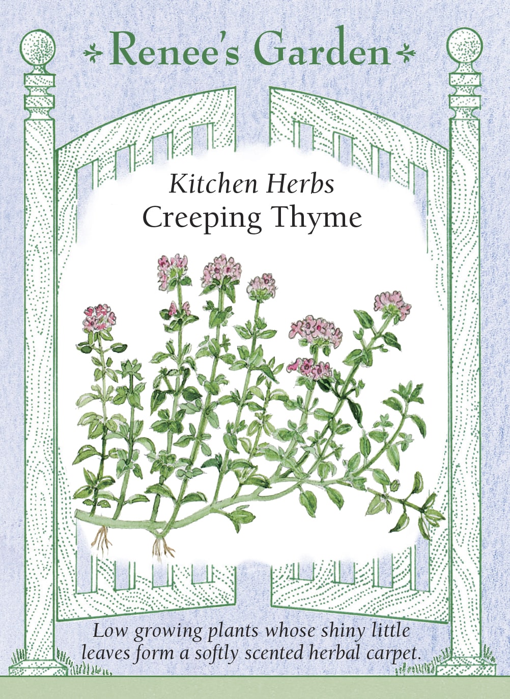 Visuel officiel de Renee's Garden associé aux semences de Thym serpolet, référence RN5507. Cette sélection de Thymus serpyllum forme un tapis de petites feuilles vert foncé, haut d’environ 8 à 13 cm (3 à 5 po). Le feuillage dégage un parfum léger lorsqu’il est froissé. Le semencier le propose pour les bordures, les rocailles et les espaces entre les pierres, selon les conditions du site.