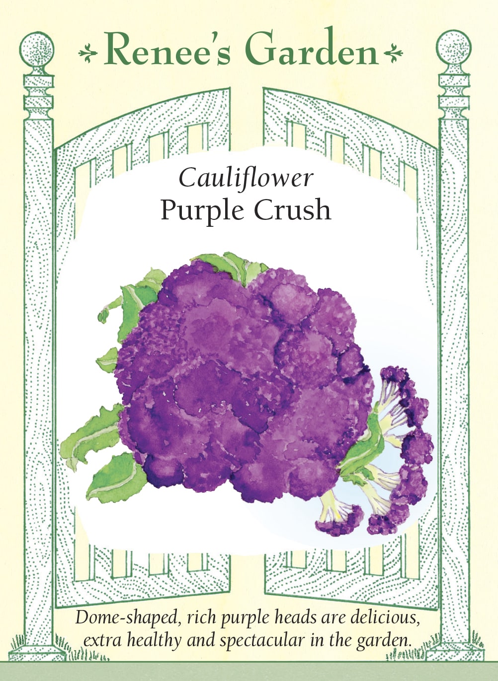 Visuel officiel de Renee's Garden pour les semences « Chou-fleur ‘Purple Crush’ », référence RN5509. Ce chou-fleur forme de grosses pommes bombées d’un pourpre soutenu. Le semencier décrit une saveur douce, légèrement sucrée, et une texture croquante. Les fleurettes peuvent être consommées crues après lavage, cuites brièvement à la vapeur ou rôties. La couleur constitue son principal trait visuel et permet de varier la présentation des plats de légumes.