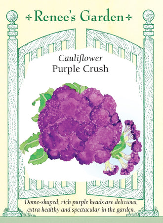 Visuel officiel de Renee's Garden pour les semences « Chou-fleur ‘Purple Crush’ », référence RN5509. Ce chou-fleur forme de grosses pommes bombées d’un pourpre soutenu. Le semencier décrit une saveur douce, légèrement sucrée, et une texture croquante. Les fleurettes peuvent être consommées crues après lavage, cuites brièvement à la vapeur ou rôties. La couleur constitue son principal trait visuel et permet de varier la présentation des plats de légumes.