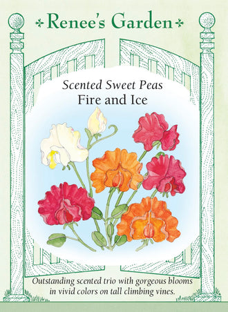 Visuel officiel de Renee's Garden associé aux semences de Pois de senteur en mélange Fire and Ice, référence RN5513. Ce mélange réunit des fleurs orange écarlate, crème et cramoisi. Les pétales ondulés et les fleurs parfumées sont portés sur de longues tiges grimpantes. Les couleurs contrastantes se prêtent aux bouquets et aux supports visibles dans le jardin.