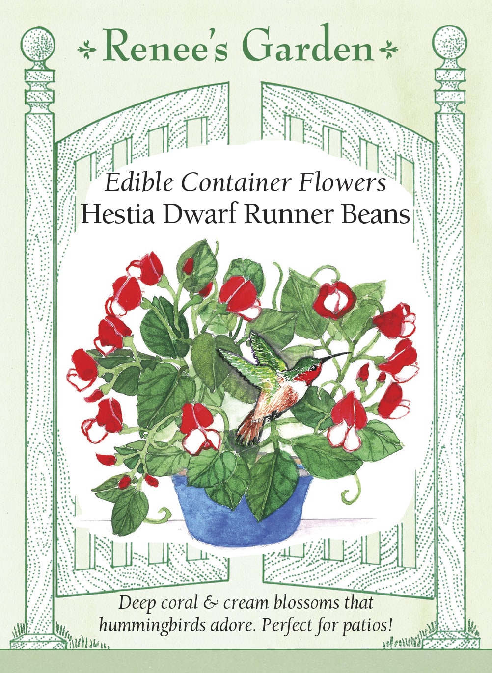 Visuel officiel de Renee's Garden associé aux semences de Haricot d’Espagne nain ‘Hestia’, référence RN5516. Les plantes atteignent environ 30 à 35 cm (12 à 14 po) et portent de nombreuses fleurs visitées par les colibris. Leur port convient aux pots et aux jardinières. Les gousses peuvent mûrir pour fournir des grains secs destinés aux soupes et aux mijotés.
