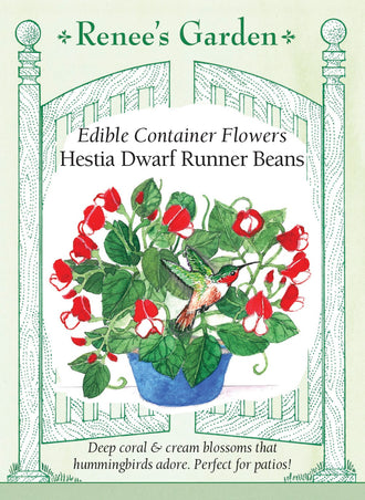 Visuel officiel de Renee's Garden associé aux semences de Haricot d’Espagne nain ‘Hestia’, référence RN5516. Les plantes atteignent environ 30 à 35 cm (12 à 14 po) et portent de nombreuses fleurs visitées par les colibris. Leur port convient aux pots et aux jardinières. Les gousses peuvent mûrir pour fournir des grains secs destinés aux soupes et aux mijotés.