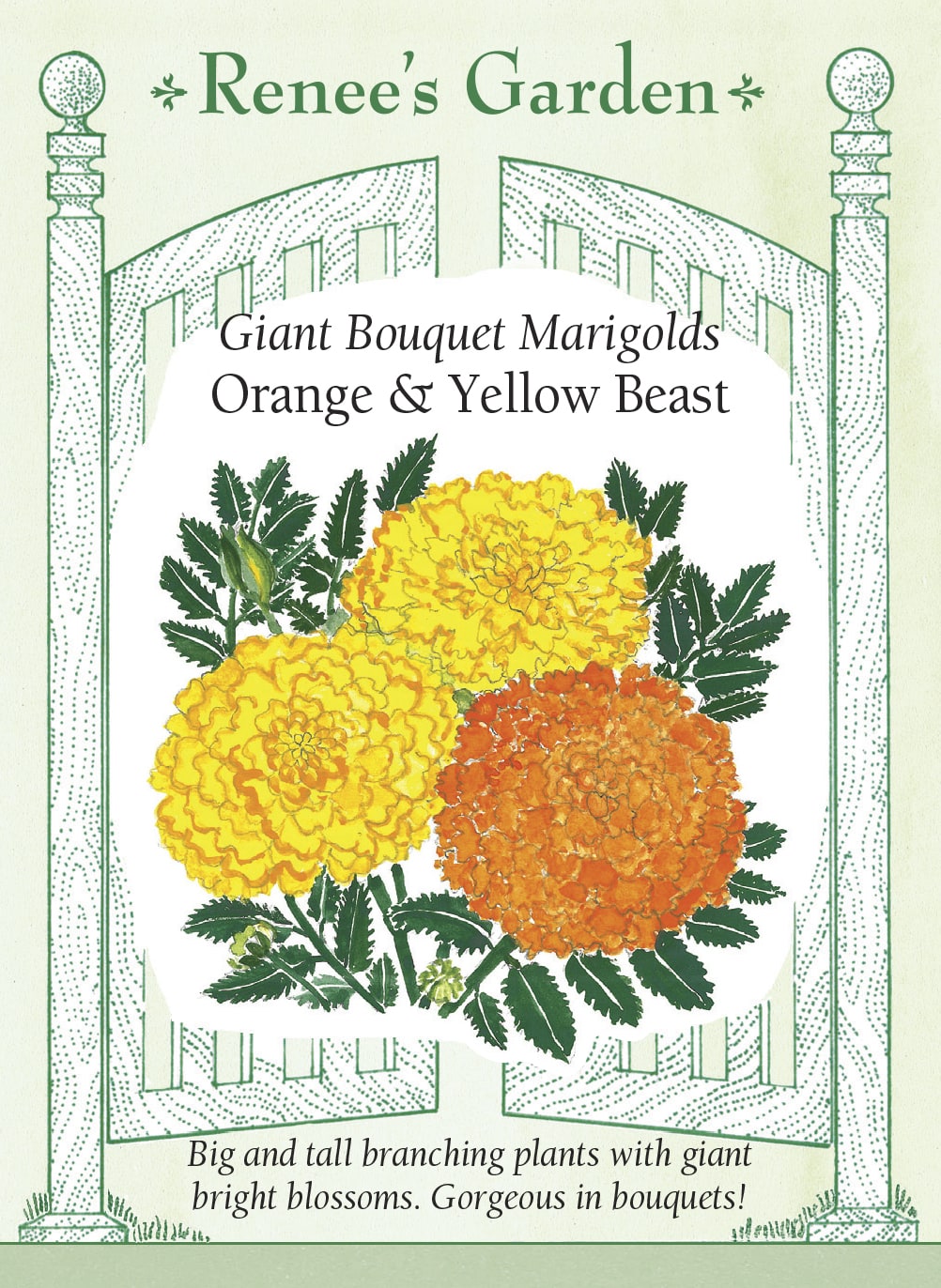 Visuel officiel de Renee's Garden associé aux semences de Tagètes en mélange Orange et Yellow Beast, référence RN5519. Ce mélange de grandes tagètes atteint environ 90 à 105 cm (3 à 3,5 pi). Les plants ramifiés portent un feuillage bleu-vert et de grosses fleurs jaunes ou orange ressemblant à des chrysanthèmes. Le semencier souligne la longueur des tiges et la tenue des fleurs en bouquet.