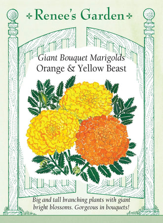 Visuel officiel de Renee's Garden associé aux semences de Tagètes en mélange Orange et Yellow Beast, référence RN5519. Ce mélange de grandes tagètes atteint environ 90 à 105 cm (3 à 3,5 pi). Les plants ramifiés portent un feuillage bleu-vert et de grosses fleurs jaunes ou orange ressemblant à des chrysanthèmes. Le semencier souligne la longueur des tiges et la tenue des fleurs en bouquet.