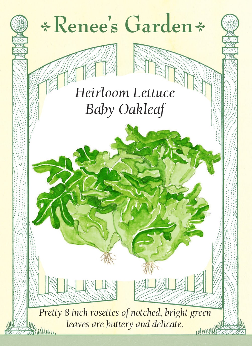 Visuel officiel de Renee's Garden pour les semences « Laitue ‘Baby Oakleaf’ », référence RN5531. Cette petite laitue forme des rosettes denses d’environ 18 à 20 cm (7 à 8 po). Ses feuilles vert vif sont allongées et découpées, avec une texture tendre et une saveur douce. Le semencier la propose pour les plates-bandes potagères et les contenants. Le petit format permet de récolter une rosette adaptée à une salade de petite taille.