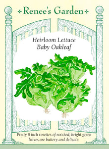 Visuel officiel de Renee's Garden pour les semences « Laitue ‘Baby Oakleaf’ », référence RN5531. Cette petite laitue forme des rosettes denses d’environ 18 à 20 cm (7 à 8 po). Ses feuilles vert vif sont allongées et découpées, avec une texture tendre et une saveur douce. Le semencier la propose pour les plates-bandes potagères et les contenants. Le petit format permet de récolter une rosette adaptée à une salade de petite taille.