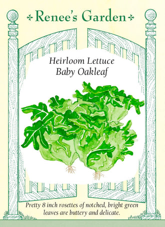 Visuel officiel de Renee's Garden pour les semences « Laitue ‘Baby Oakleaf’ », référence RN5531. Cette petite laitue forme des rosettes denses d’environ 18 à 20 cm (7 à 8 po). Ses feuilles vert vif sont allongées et découpées, avec une texture tendre et une saveur douce. Le semencier la propose pour les plates-bandes potagères et les contenants. Le petit format permet de récolter une rosette adaptée à une salade de petite taille.