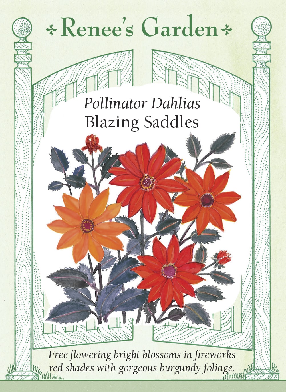 Visuel officiel de Renee's Garden associé aux semences de Dahlias en mélange Blazing Saddles, référence RN5535. Ce mélange issu de semis donne des fleurs rouges et corail de 8 à 10 cm (3 à 4 po), sur un feuillage bourgogne-pourpre. Les plants atteignent environ 75 à 90 cm (2,5 à 3 pi). Le semencier indique qu’ils forment des racines tubérisées en fin de saison.