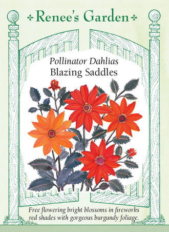 Visuel officiel de Renee's Garden associé aux semences de Dahlias en mélange Blazing Saddles, référence RN5535. Ce mélange issu de semis donne des fleurs rouges et corail de 8 à 10 cm (3 à 4 po), sur un feuillage bourgogne-pourpre. Les plants atteignent environ 75 à 90 cm (2,5 à 3 pi). Le semencier indique qu’ils forment des racines tubérisées en fin de saison.