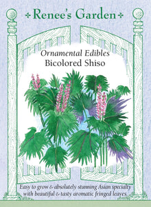 Visuel officiel de Renee's Garden associé aux semences de Shiso bicolore, référence RN5536. Ce shiso porte des feuilles frangées d’environ 8 cm (3 po), bleu-vert au-dessus et bourgogne au revers. Les plants ramifiés atteignent environ 60 à 75 cm (2 à 2,5 pi). Le semencier décrit un arôme herbacé et citronné. Les fleurs fanées doivent être retirées si l’on souhaite limiter les semis spontanés.
