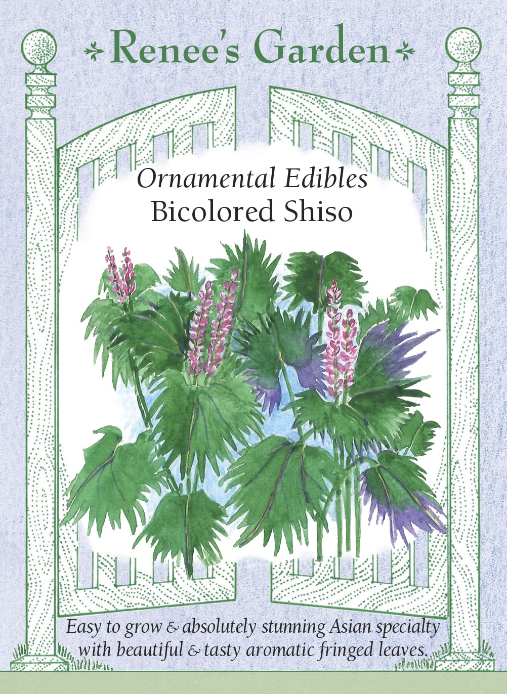 Visuel officiel de Renee's Garden associé aux semences de Shiso bicolore, référence RN5536. Ce shiso porte des feuilles frangées d’environ 8 cm (3 po), bleu-vert au-dessus et bourgogne au revers. Les plants ramifiés atteignent environ 60 à 75 cm (2 à 2,5 pi). Le semencier décrit un arôme herbacé et citronné. Les fleurs fanées doivent être retirées si l’on souhaite limiter les semis spontanés.