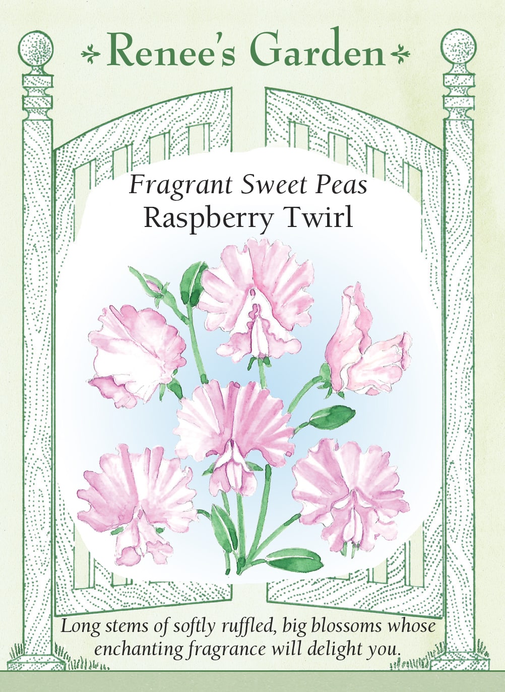 Visuel officiel de Renee's Garden associé aux semences de Pois de senteur ‘Raspberry Twirls’, référence RN5538. Les grandes fleurs de type Spencer présentent des pétales crème marqués de mauve et de framboise. Les fleurs ondulées sont parfumées et portées sur de longues tiges. Les plantes grimpantes permettent de profiter de la floraison au jardin et en bouquets.