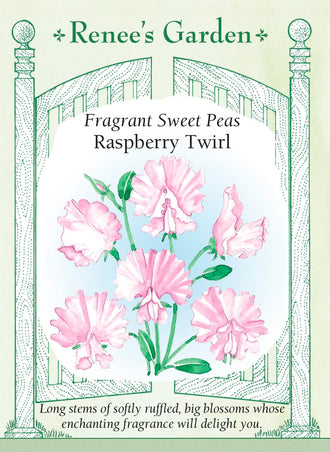 Visuel officiel de Renee's Garden associé aux semences de Pois de senteur ‘Raspberry Twirls’, référence RN5538. Les grandes fleurs de type Spencer présentent des pétales crème marqués de mauve et de framboise. Les fleurs ondulées sont parfumées et portées sur de longues tiges. Les plantes grimpantes permettent de profiter de la floraison au jardin et en bouquets.
