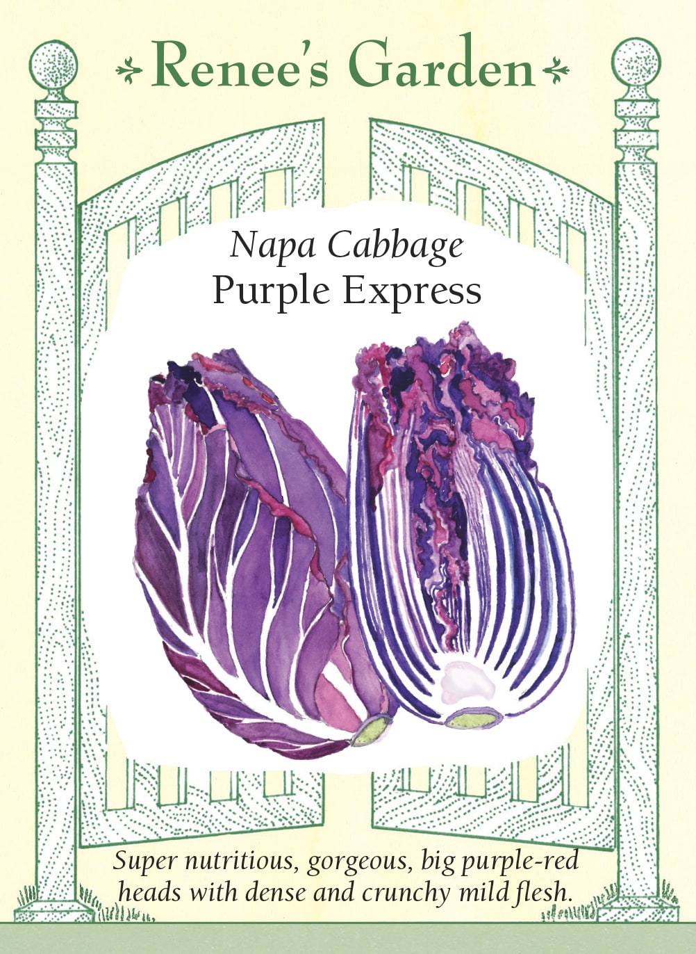 Visuel officiel de Renee's Garden pour les semences « Chou napa ‘Purple Express’ », référence RN5540. Ce chou napa possède un feuillage pourpre rouge foncé et forme des pommes lourdes et denses. Le semencier indique une hauteur d’environ 25 à 30 cm (10 à 12 po) pour les pommes développées. La chair est croquante et sa saveur douce légèrement relevée. Cette couleur permet de varier la présentation des salades de chou et des préparations sautées.
