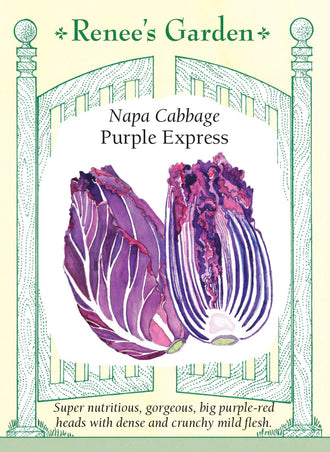 Visuel officiel de Renee's Garden pour les semences « Chou napa ‘Purple Express’ », référence RN5540. Ce chou napa possède un feuillage pourpre rouge foncé et forme des pommes lourdes et denses. Le semencier indique une hauteur d’environ 25 à 30 cm (10 à 12 po) pour les pommes développées. La chair est croquante et sa saveur douce légèrement relevée. Cette couleur permet de varier la présentation des salades de chou et des préparations sautées.