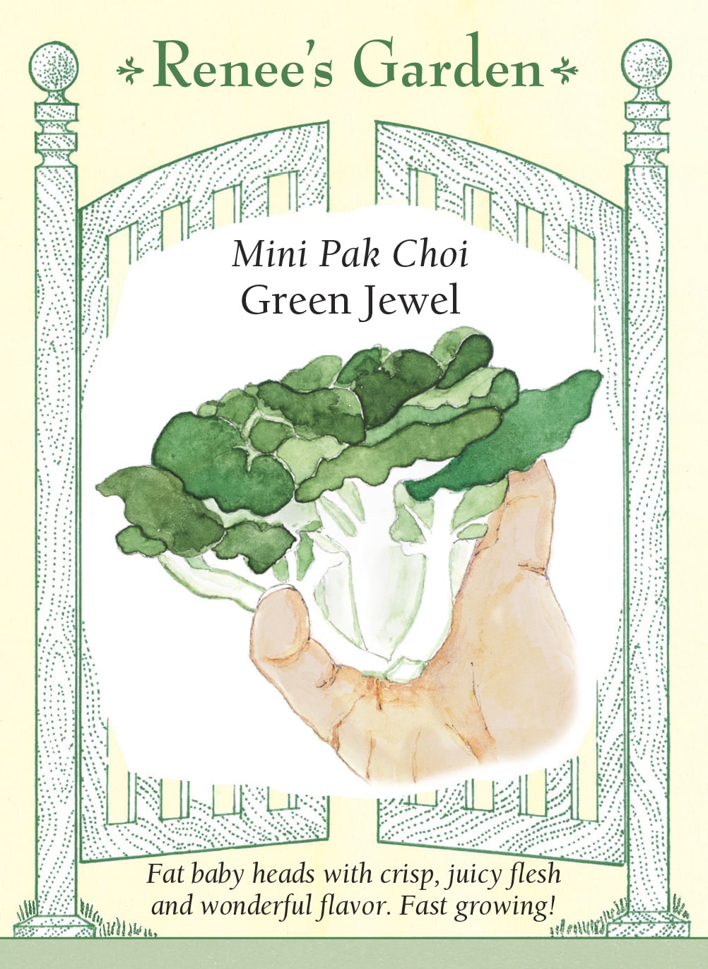Visuel officiel de Renee's Garden pour les semences « Pak-choï ‘Green Jewel’ », référence RN5543. Cette sélection miniature atteint environ 10 cm (4 po) de hauteur et 13 cm (5 po) de diamètre. Les côtes épaisses, blanc nacré et juteuses portent des feuilles vert vif. Le semencier annonce une récolte possible en un peu plus d’un mois dans de bonnes conditions. Les petites pommes se prêtent aux cuissons rapides.