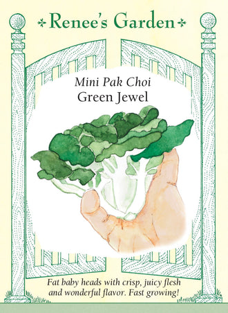 Visuel officiel de Renee's Garden pour les semences « Pak-choï ‘Green Jewel’ », référence RN5543. Cette sélection miniature atteint environ 10 cm (4 po) de hauteur et 13 cm (5 po) de diamètre. Les côtes épaisses, blanc nacré et juteuses portent des feuilles vert vif. Le semencier annonce une récolte possible en un peu plus d’un mois dans de bonnes conditions. Les petites pommes se prêtent aux cuissons rapides.