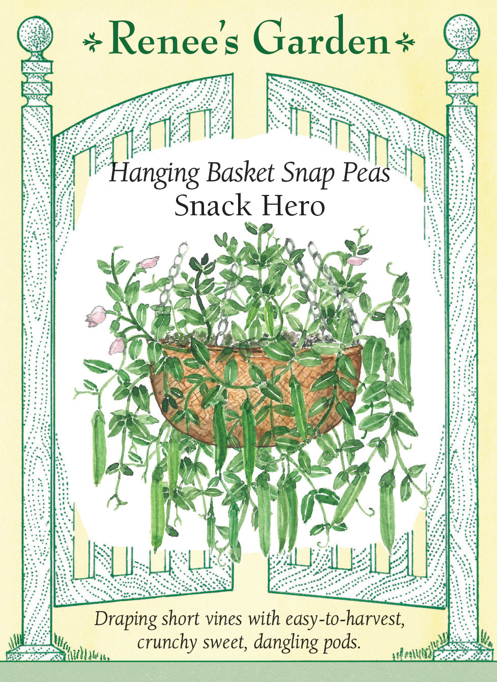Visuel officiel de Renee's Garden pour les semences « Pois croquant ‘Snack Hero’ », référence RN5544. Cette sélection développe de courtes tiges retombantes d’environ 46 cm (18 po). Le semencier la propose pour les pots, les jardinières et les paniers suspendus. Les gousses pleines sont croquantes, douces et décrites comme sans fil. Le port retombant rend les gousses accessibles sur les bords du contenant.