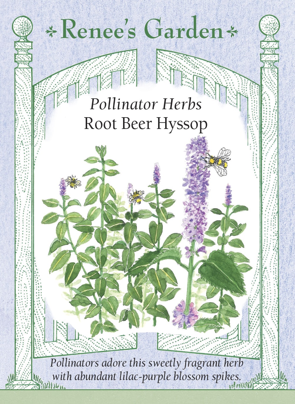 Visuel officiel de Renee's Garden associé aux semences d’agastache rugueuse, référence RN5546. Cette agastache porte des épis de fleurs mauve pourpré et des feuilles dentées. Le semencier décrit un parfum rappelant la racinette, ainsi que des fleurs et des feuilles utilisables comme garnitures. Les épis apportent une texture verticale à la plate-bande. Le nom courant hysope ne doit pas conduire à l’identifier comme une véritable hysope du genre Hyssopus.