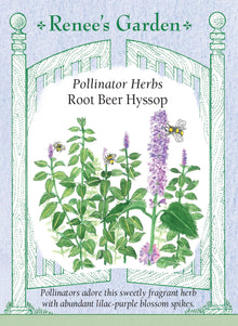 Visuel officiel de Renee's Garden associé aux semences d’agastache rugueuse, référence RN5546. Cette agastache porte des épis de fleurs mauve pourpré et des feuilles dentées. Le semencier décrit un parfum rappelant la racinette, ainsi que des fleurs et des feuilles utilisables comme garnitures. Les épis apportent une texture verticale à la plate-bande. Le nom courant hysope ne doit pas conduire à l’identifier comme une véritable hysope du genre Hyssopus.